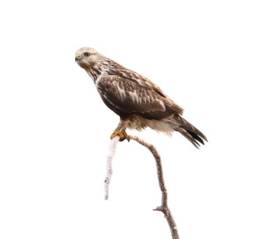 kaba - bacaklı hawk Tarih şube