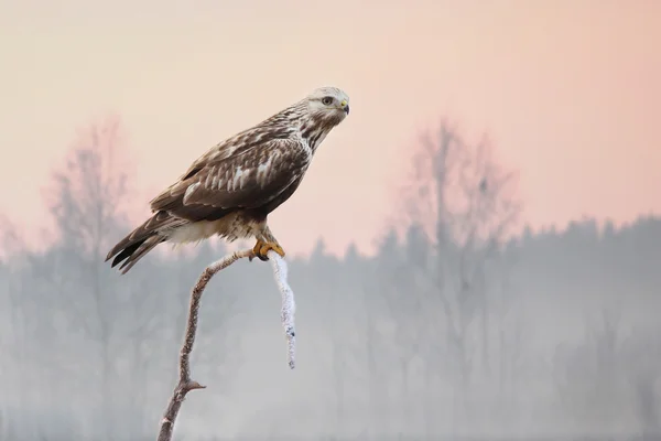 Rough-legged hawk on branch — Stock Photo, Image