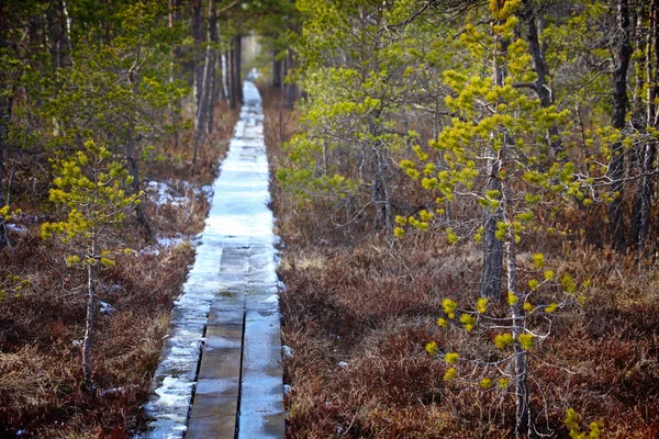 Holzweg im Wald lizenzfreie Stockbilder