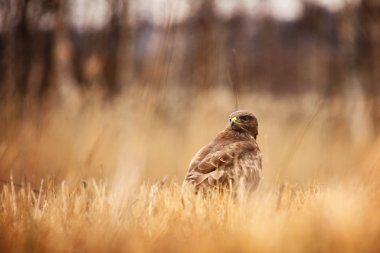 Bayağı Şahin çim