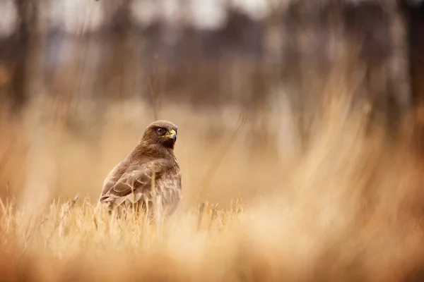 Common buzzard in grass — Stock Photo, Image