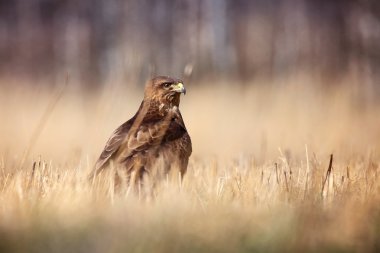 Bayağı Şahin çim