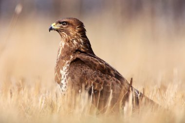 Bayağı Şahin çim