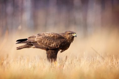 Bayağı Şahin çim