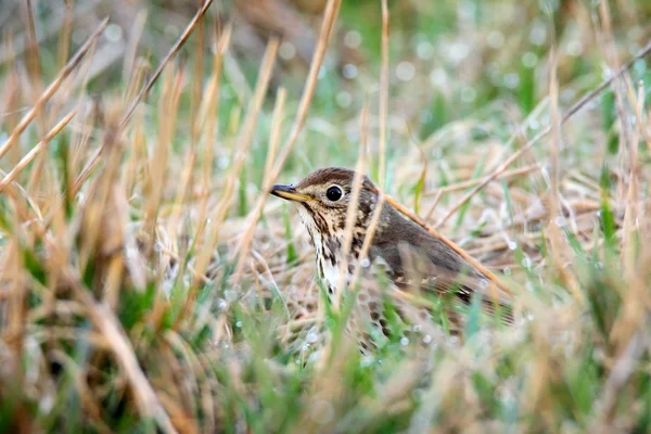 Singdrossel im Gras — Stockfoto