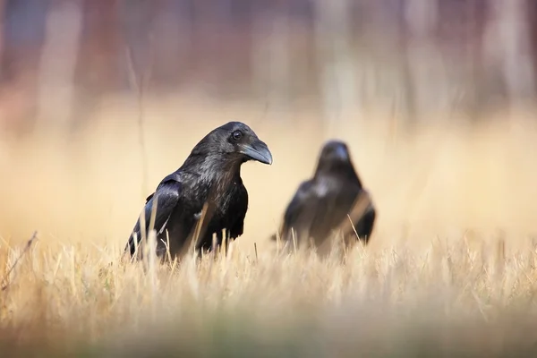 two ravens in the grass