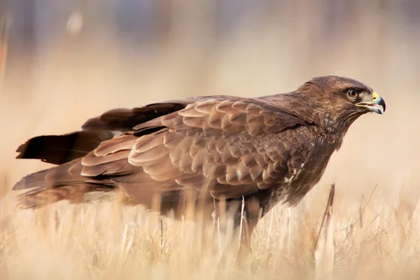 Mäusebussard im Gras — Stockfoto