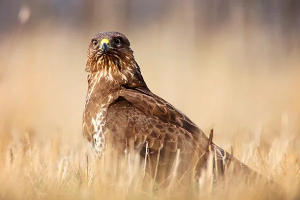 Mäusebussard im Gras — Stockfoto