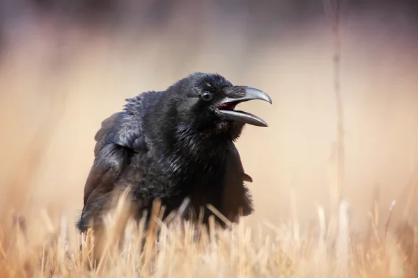 Raven a fűben — Stock Fotó