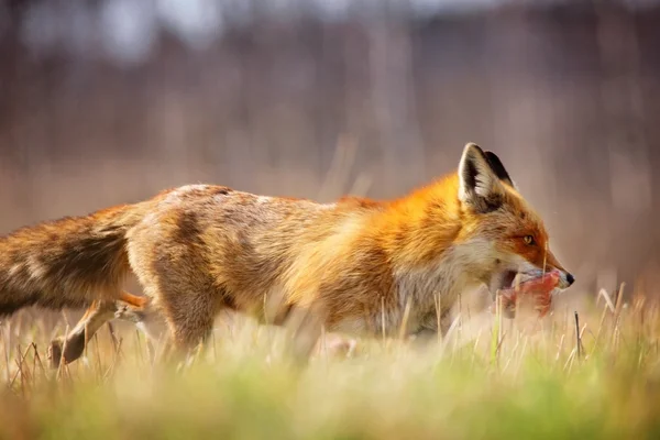 Jeune renard avec viande — Photo