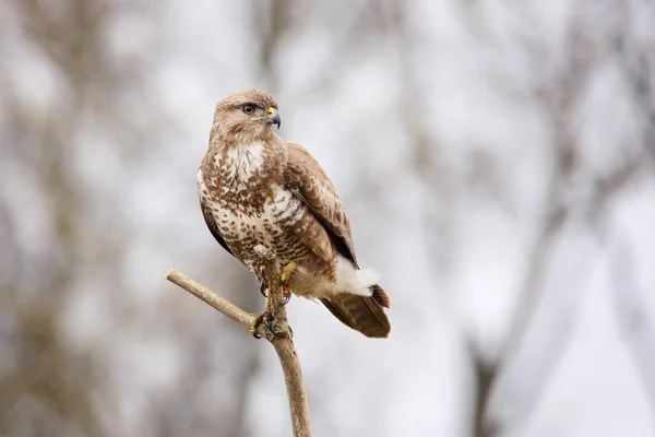 Mäusebussard sitzt auf einem Ast — Stockfoto