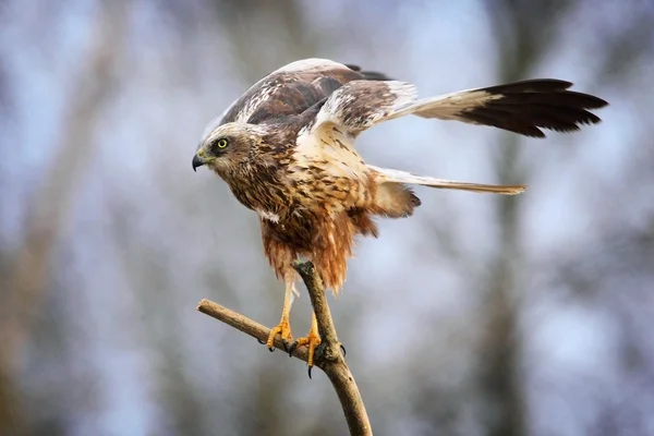 Rohrweihe auf einem Ast — Stockfoto