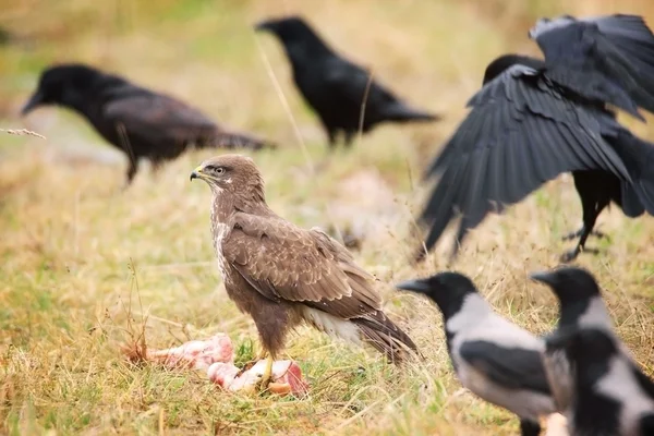 Buzzard comum sentado na grama — Fotografia de Stock