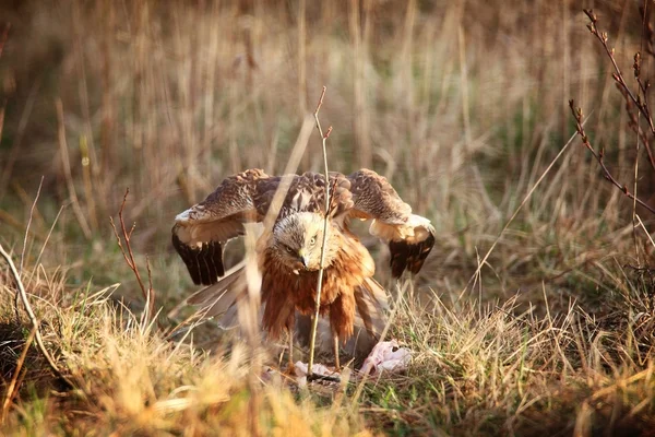 Marsh harrier sitting in grass — Stock Photo, Image