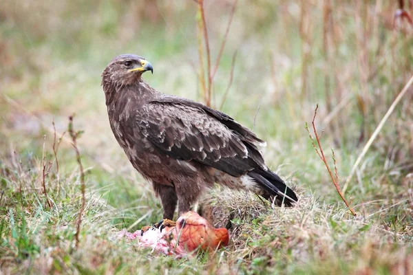 Lesser spotted eagle — Stock Photo, Image