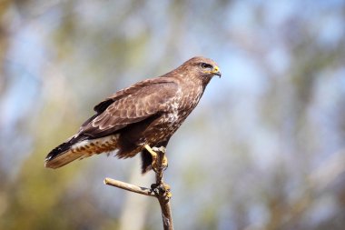 buzzard sitting on a branch clipart