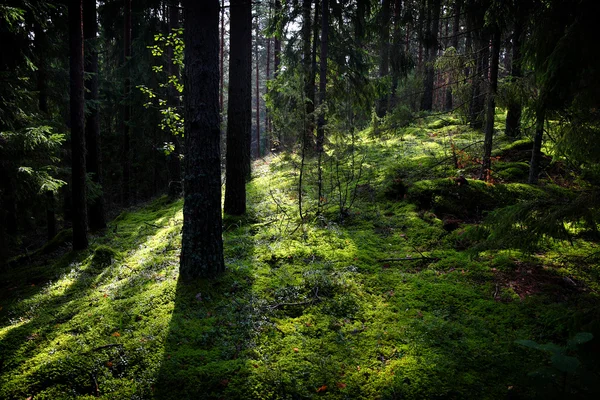 Deep forest — Stockfoto