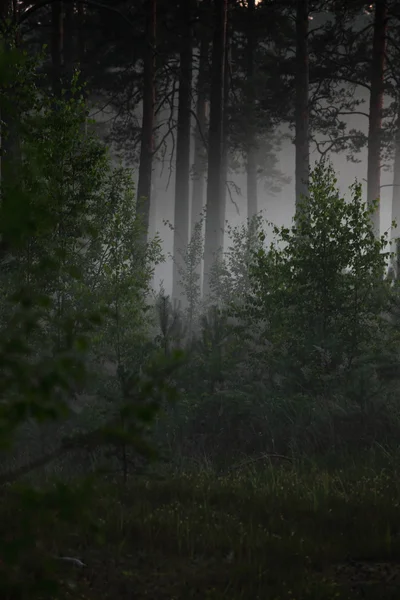 Forest — Stock Photo, Image