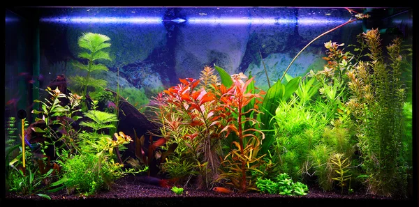 Aquarium — Stockfoto