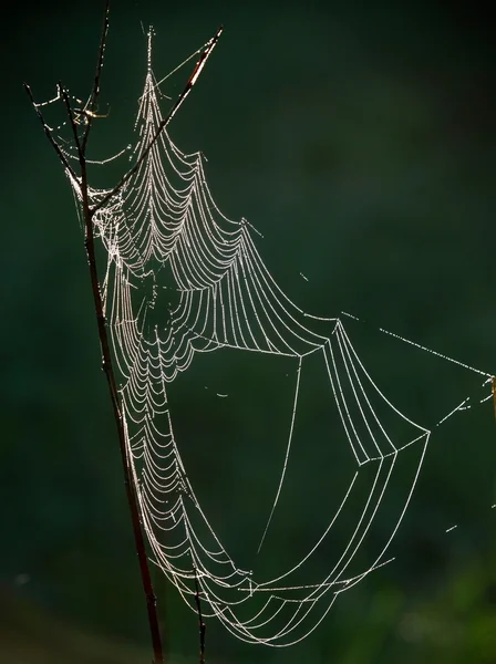 Spider-web — Stock fotografie