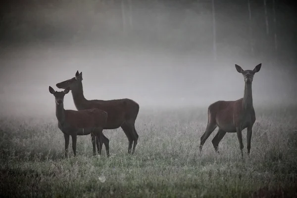 Hjordar av vilda hjortar i fältet sommaren i gryningen — Stockfoto