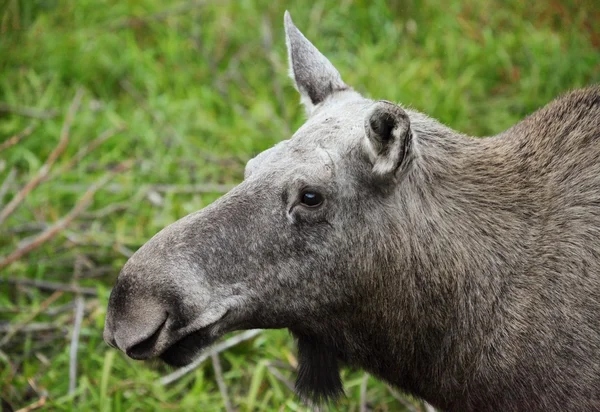 Alce cabeza primer plano disparo en la naturaleza salvaje —  Fotos de Stock