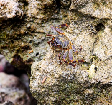 renkli Yengeç closeup bi taşa vurdu