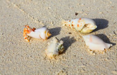 birkaç küçük münzevi kimse Yengeç bir kum üzerinde bir kabuk