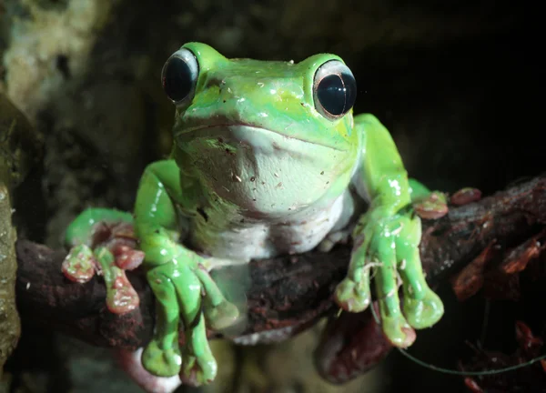 green tropical frog with big eyes sitting on a brunch