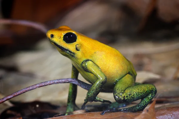 Petite grenouille tropicale jaune assise sur un sol — Photo