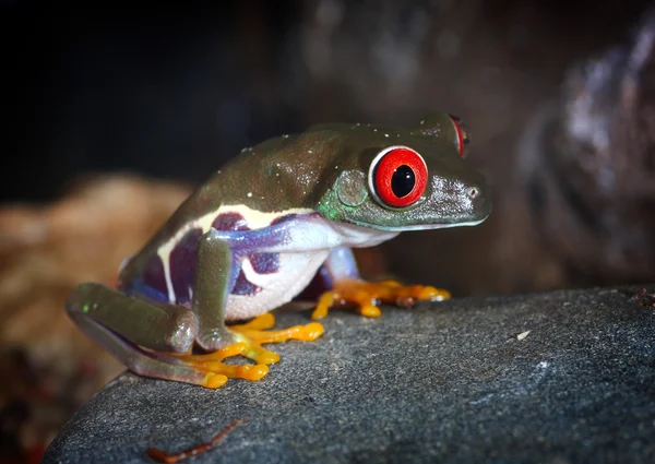 green tropical frog with big eyes sitting on a stone