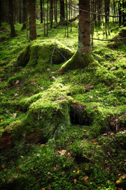 Yeşil orman arka plan