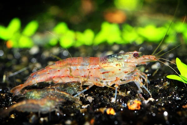 freshwater shrimp closeup