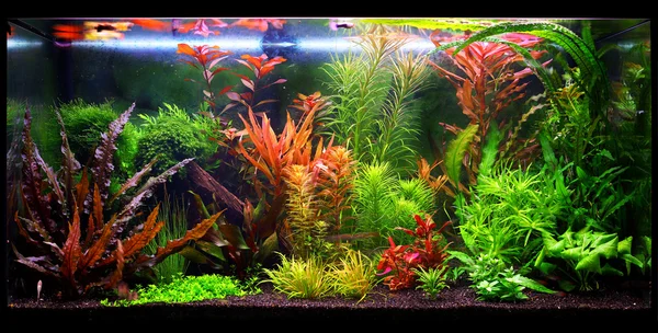 Mavi akvaryum parçası