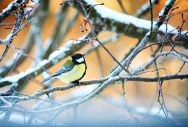 büyük baştankara closeup ormandaki karlı dal atış