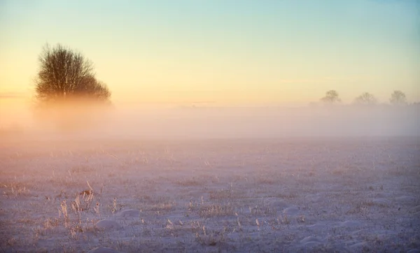 Cena da noite de inverno de um campo coberto de neve — Fotografia de Stock