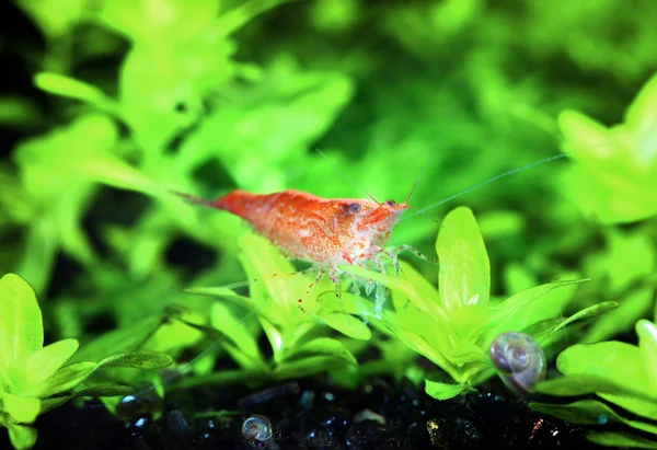 Freshwater shrimp closeup shot — Stock Photo, Image