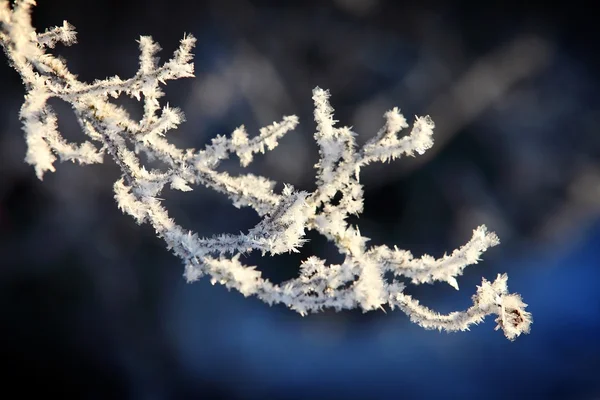 Galho coberto com neve e fundo azul close-up tiro — Fotografia de Stock