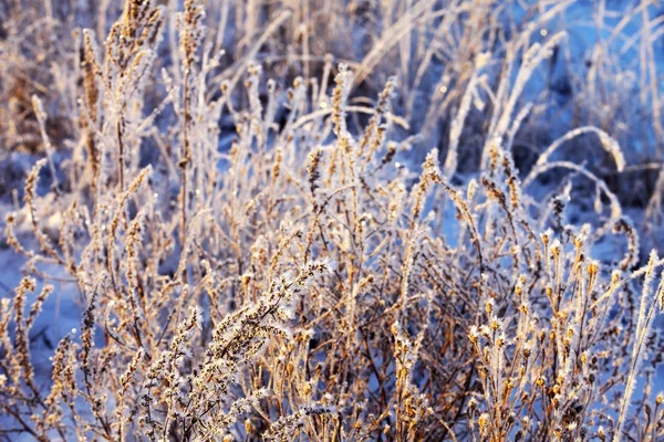 Jelenet a fű hatálya lövés hó Vértes — Stock Fotó