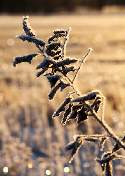 Cena de ramo coberto por neve close-up tiro — Fotografia de Stock