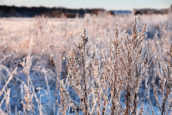 Herbe gelée d'hiver — Photo