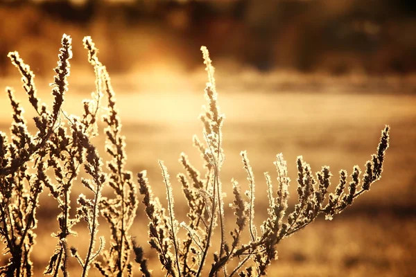 Winterszene aus Gras — Stockfoto