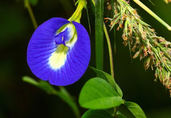 Tropical flower closeup — Stock Photo, Image