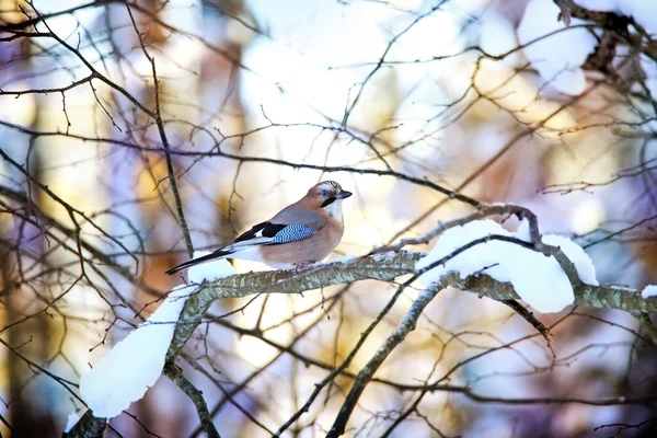 Jay kuş portre kış ormanda vurdu — Stok fotoğraf