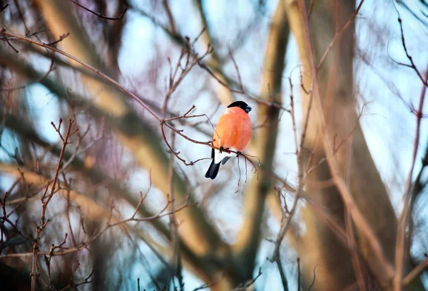 Bullfinch closeup shot — Stock Photo, Image