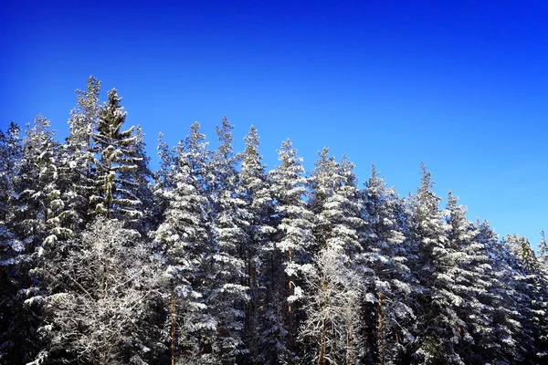 Winterlicher Fichtenwald — Stockfoto