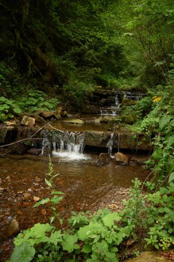 Yoğun, yeşil bir ormanın içinden geçen dar bir dere kayaların üzerinden kayarak bir dizi küçük, nazik şelale oluşturur. Carpathian dağlarında Mysliwka yakınlarındaki Socolovets Nehri, Gorgany. Vyhoda, Kalush raion, Ivano-Frankivsk oblast, Ukrayna