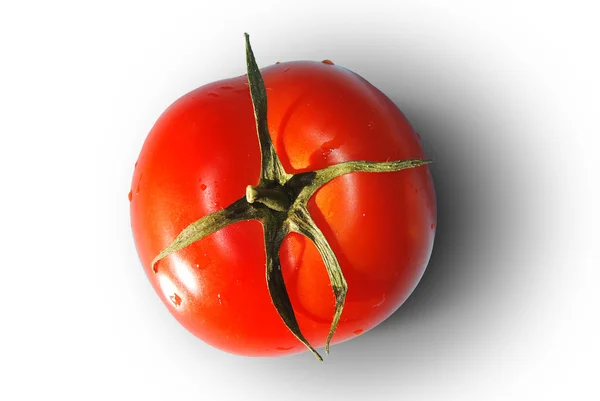 1 신선한 고립 된 토마토 — 스톡 사진