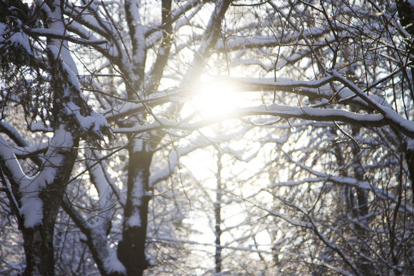 Красивый зимний пейзаж