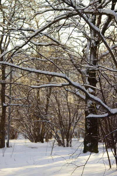 Prachtig winterlandschap — Stockfoto